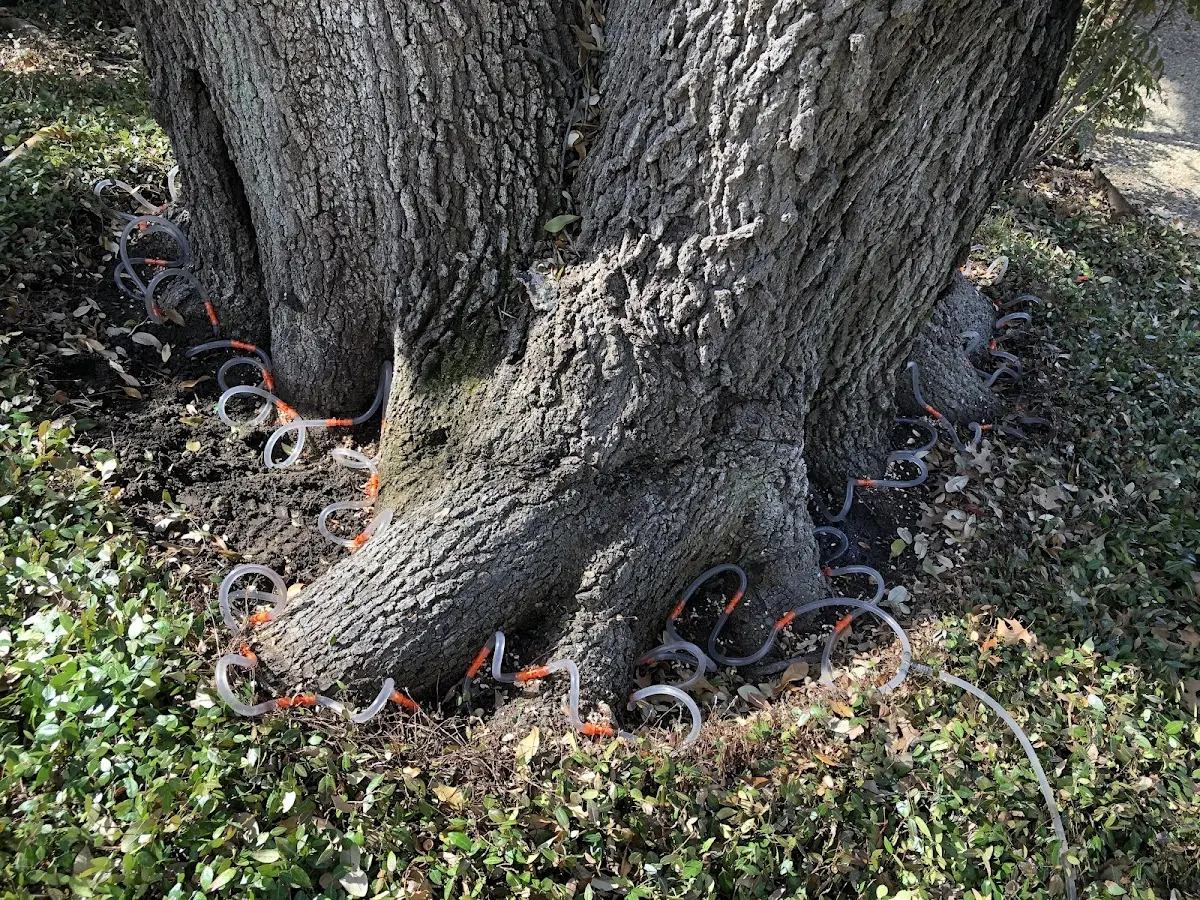 Detailed Tree Cabling and Bracing job site in Maurepas